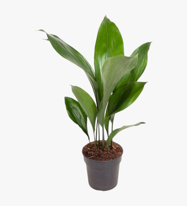 Aspidistra Cast